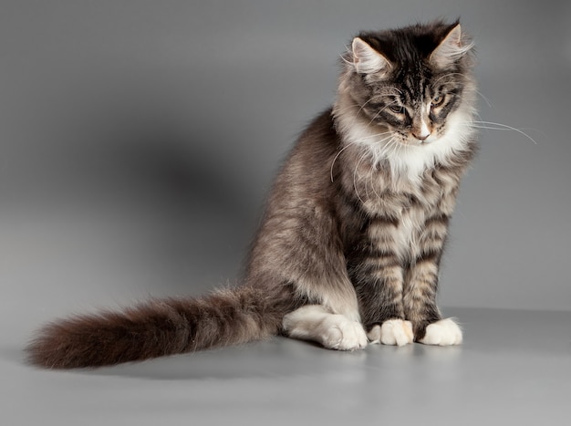 Kätzchen auf grauem Hintergrund. Amerikanische Waldkatze