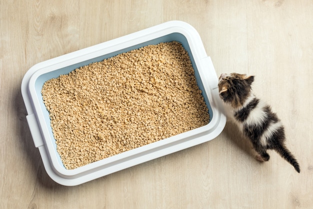 Kätzchen benutzt die Katzentoilette