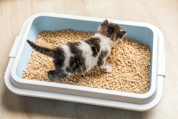 Kätzchen benutzt die Katzentoilette