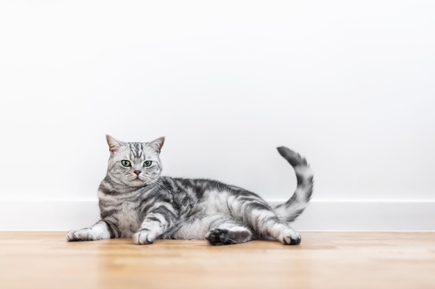 Kätzchen Britisch Kurzhaar Silber getigerte Katze zu Hause reinrassig