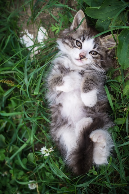 Kätzchen, das auf dem Gras im Rücken liegt