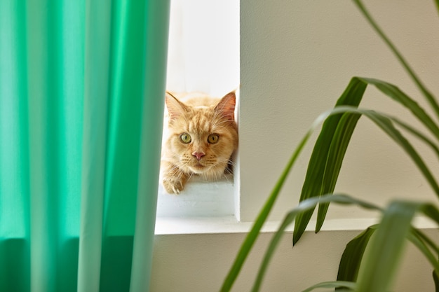 Kätzchen, das auf einer Fensterbank sitzt und nach Vorhängen Ausschau hält