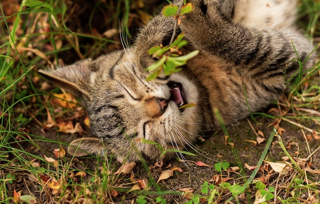 Kätzchen, das im garten mit pflanzen spielt