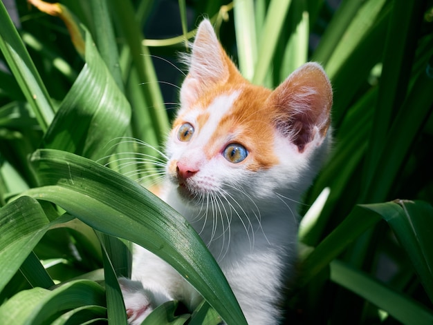Kätzchen, das im Gras spielt.