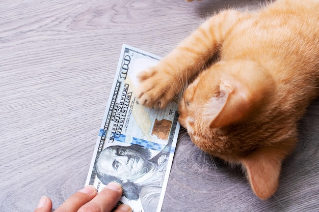 Kätzchen, das in einem Stapel Dollarnoten spielt