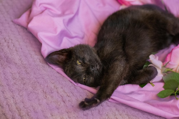 Kätzchen entspannend auf weichen grauen rosa Hintergrund Kleine Katze und rosa Rosen auf einem rosafarbenen Kissen