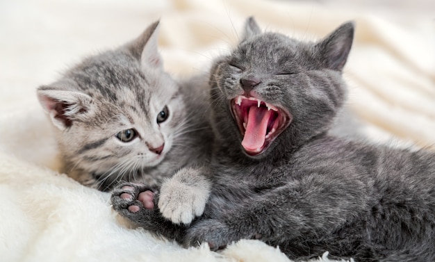 Kätzchen gähnt morgens mit offenem Mund. Flauschiges Kätzchenporträt der Paare, das auf weißer Decke sich entspannt. Entzückende verliebte Katzen schlafen zu Hause. Kätzchen ruhen. Tierhauskatzen liegen auf dem Bett. Langes Webbanner.