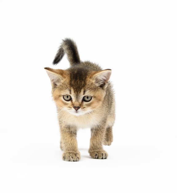 Kätzchen golden getickt schottische Chinchilla gerade. Katze geht auf einem weißen Hintergrund