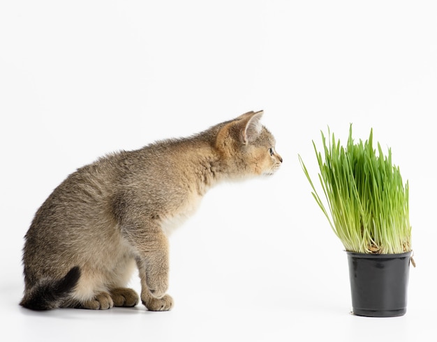 Kätzchen golden getickt schottische Chinchilla gerade sitzt auf einem weißen Hintergrund, neben einem Topf mit wachsendem grünem Gras