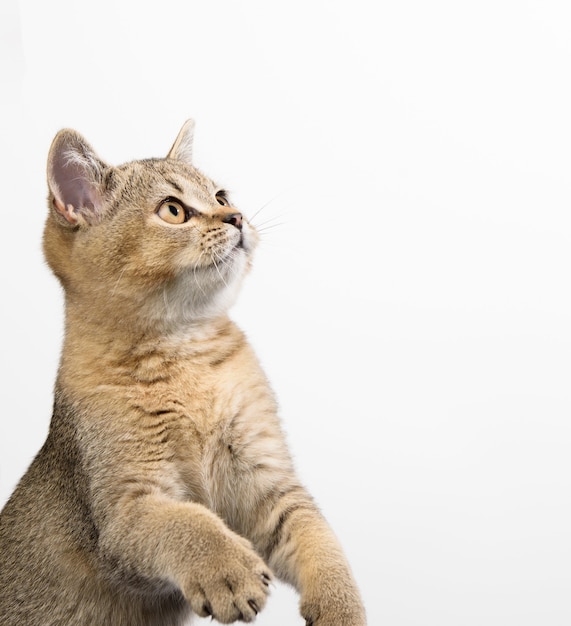 Kätzchen golden getickt schottische Chinchilla sitzt gerade, nah oben