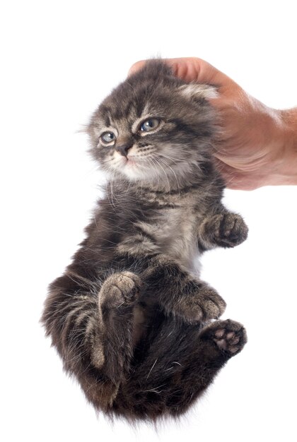 Kätzchen in der Hand