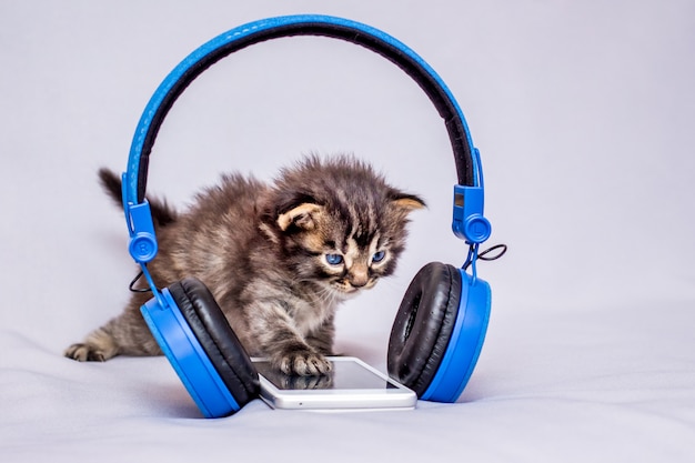 Kätzchen in der Nähe eines Handys und Kopfhörer. Musik hören. Suchen Sie mit einem Mobiltelefon nach Informationen im Internet