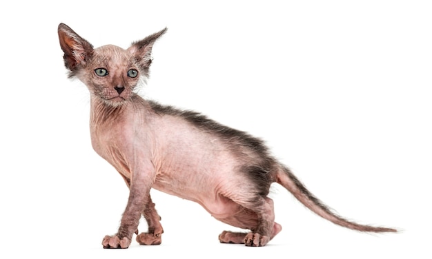 Kätzchen Lykoi Katze auch Werwolfkatze genannt