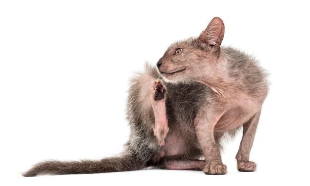 Kätzchen Lykoi Katze auch Werwolfkatze genannt