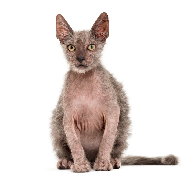 Kätzchen Lykoi Katze oder Werwolfkatze isoliert