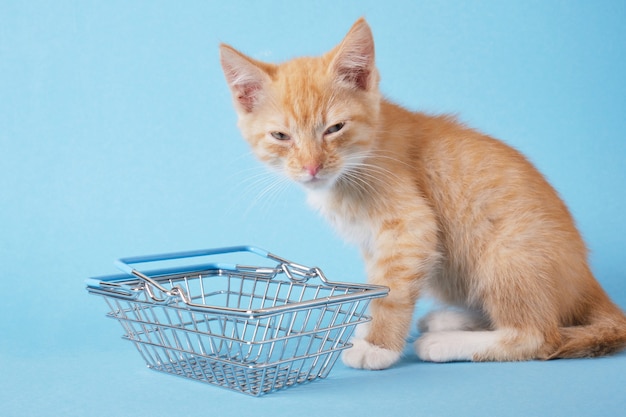 Kätzchen mit einem Einkaufskorb auf blauem Hintergrund. Tiere einkaufen. Tierhandlung Konzept Kopie Raum