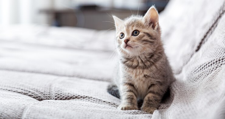 Foto kätzchen-porträt. katze, die auf grauem sofa sitzt und seitlich auf kopienraum schaut. katzenruhe entspannt sich im bett. haustiersitzen in einem komfortablen, gemütlichen zuhause. langes webbanner mit kopienraum.