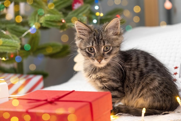 Kätzchen sitzt auf roter Geschenkbox auf weißer Decke Weihnachtshintergrund Junge graue Katze spielt wa