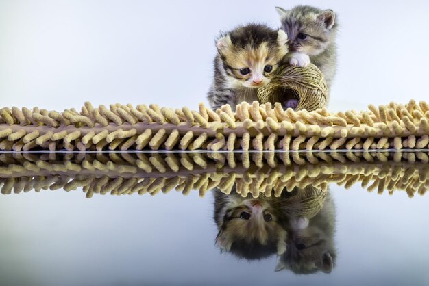 Foto kätzchen spielen mit wolle auf glas