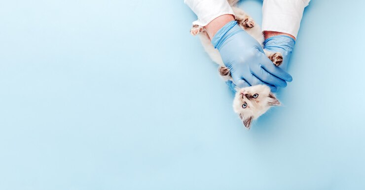 Kätzchen Tierarzt untersucht. Weißes Kätzchen in den Händen des Arztes auf blauem Hintergrund der Farbe. Kätzchen-Haustier-Check-up, Impfung in der tierärztlichen Tierklinik. Gesundheitsfürsorge für Haustiere. Kopieren Sie Platz Draufsicht.