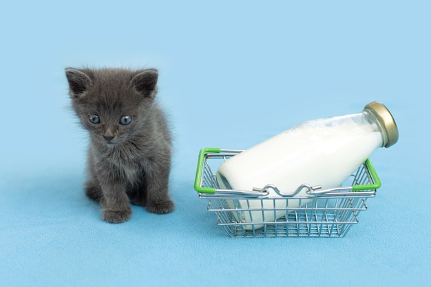 Kätzchen und eine Flasche Milch. Graue Katze mit Futter im Einkaufswagen.