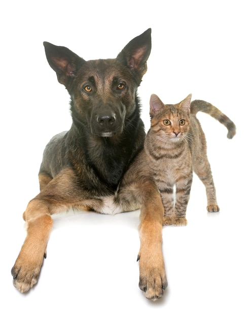 Kätzchen und Malinois
