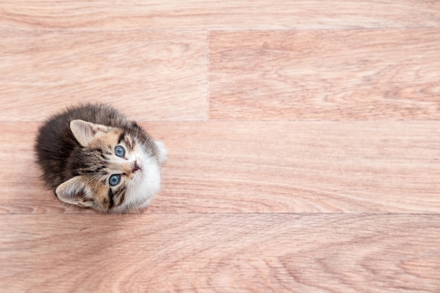 Kätzchen wartet auf Essen. Kleine gestreifte Katze, die auf Holzboden sitzt, leckt und in die Kamera schaut