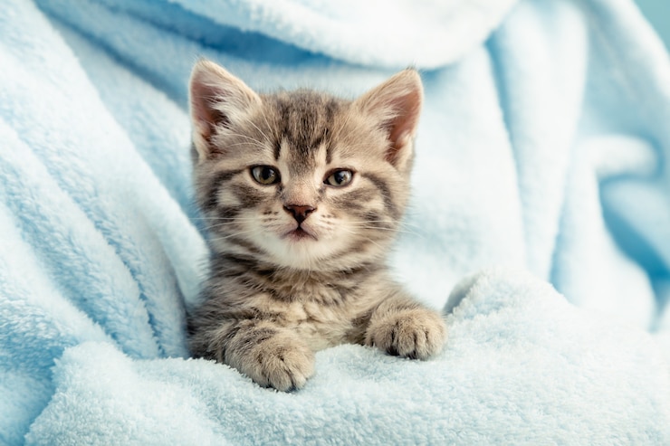 Kätzchenporträt mit Pfoten. Nettes Tabbykätzchen im blauen Plaid. Neugeborenes Kätzchen Babykatze Kid Haustier. Heimtier. Gemütlicher Winter zu Hause.