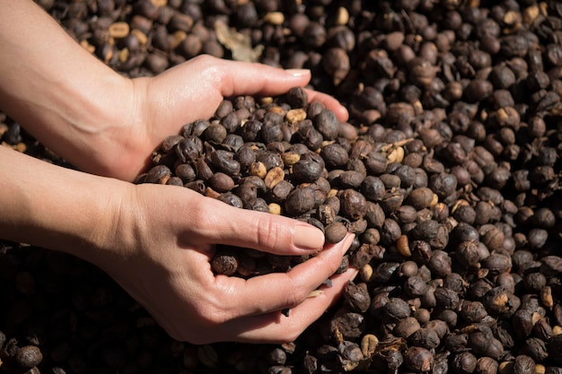 Kaffee - Bauer hält getrocknete Kaffeebohne, geröstete Kaffeebohne im Hintergrund, selektiver Fokus