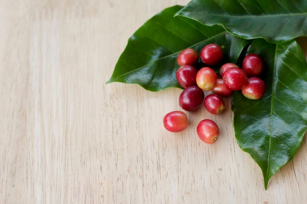 Kaffee-Beere und Kaffeebohnen auf Holzplatte