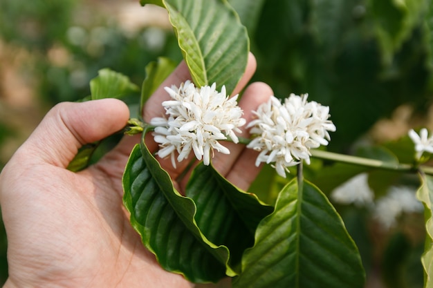 Kaffee-Blume, die auf Baum blüht.