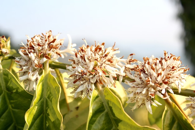 Kaffee-Blumen-Baum