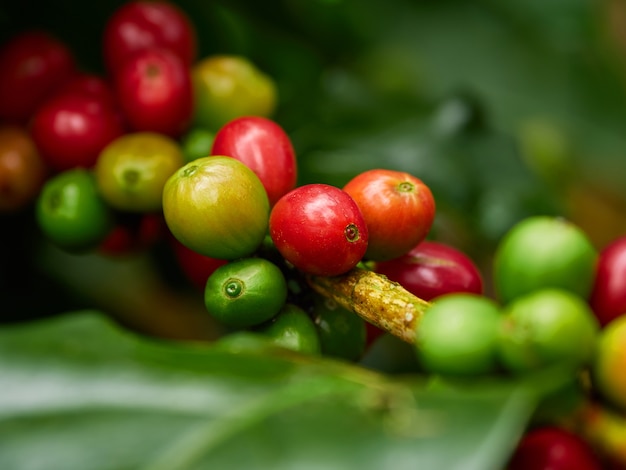 Kaffee grün natürlich