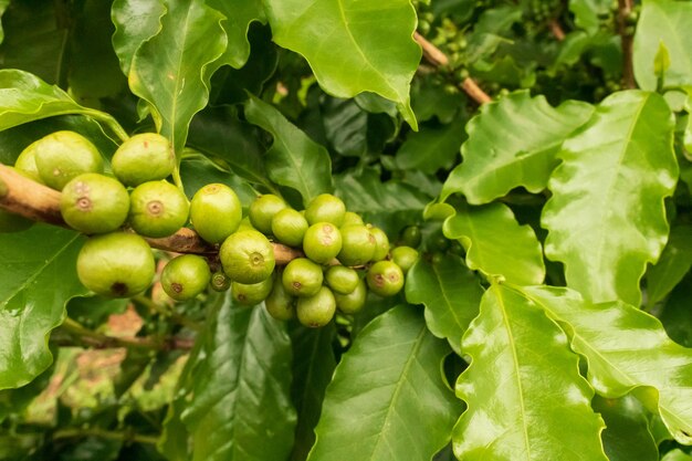 Kaffee Grüne Bohnen am Weinstock. Kaffeeplantagen-Farm.