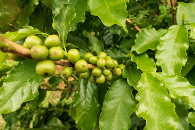 Kaffee Grüne Bohnen am Weinstock. Kaffeeplantagen-Farm.