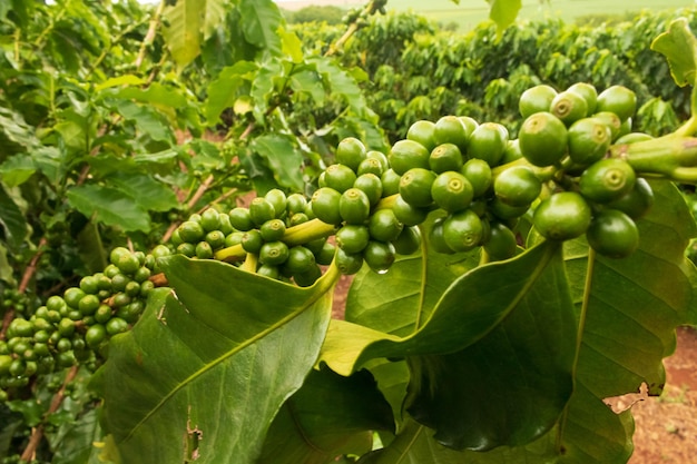 Kaffee Grüne Bohnen am Weinstock. Kaffeeplantagen-Farm.