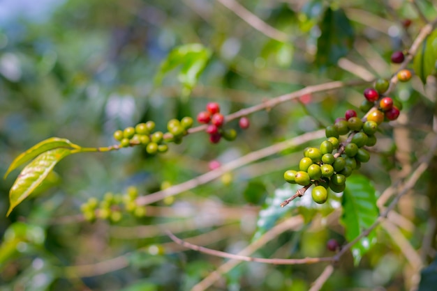 Kaffeeanlage, reife Kaffeebohnen auf Niederlassungsabschluß oben