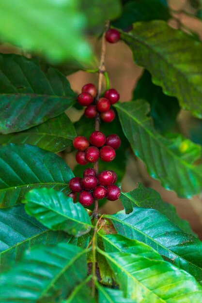 Kaffeebaum Arabica-Kaffee von guter Qualität auf einem hohen Berg in Südostasien, Thailand