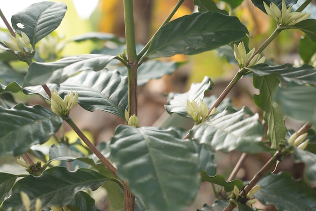 Kaffeebaum in Blüte