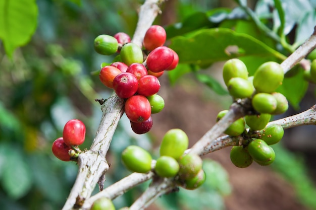 Kaffeebaum mit reifen Beeren