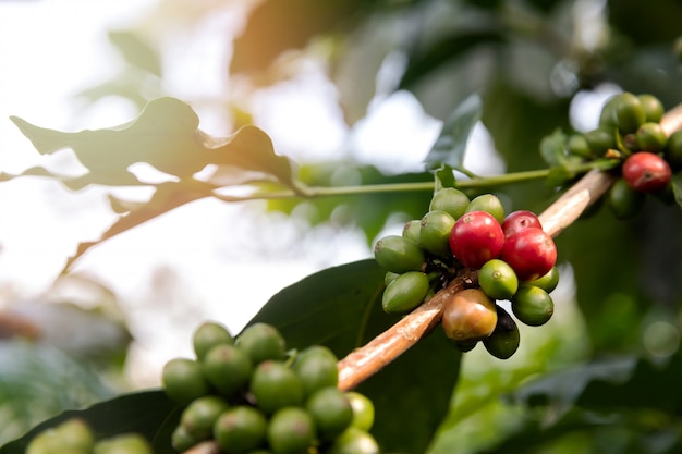 Kaffeebaum mit roten kaffeekirschen auf caféplantage.