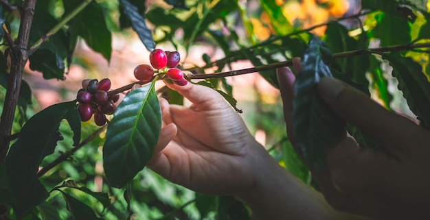 Kaffeebeeren ernten. handbauer frischer kaffee rote beerenzweiglandwirtschaft auf kaffeebaum