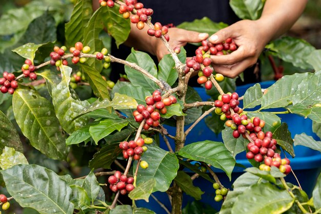 Kaffeebeeren nach Landwirtschaft Kaffeebohnen reifen auf dem Baum im Norden Thailands