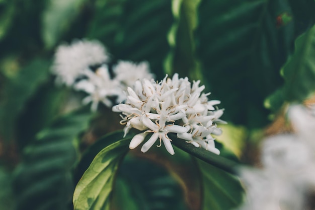 Kaffeeblume, die auf Baum blüht