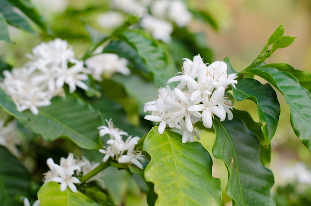 Kaffeeblume, die auf Baum blüht