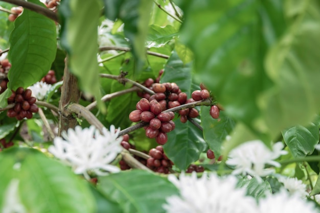 Kaffeebohne auf Kaffeebaum im Café Plantage.