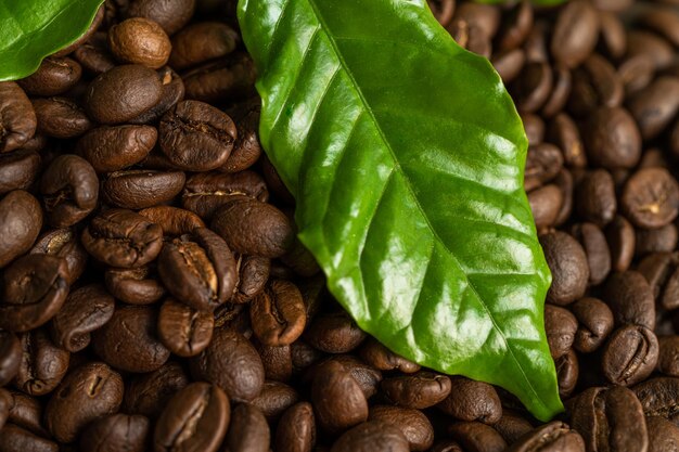 Kaffeebohne medium geröstet mit Blatt am frischen Morgen