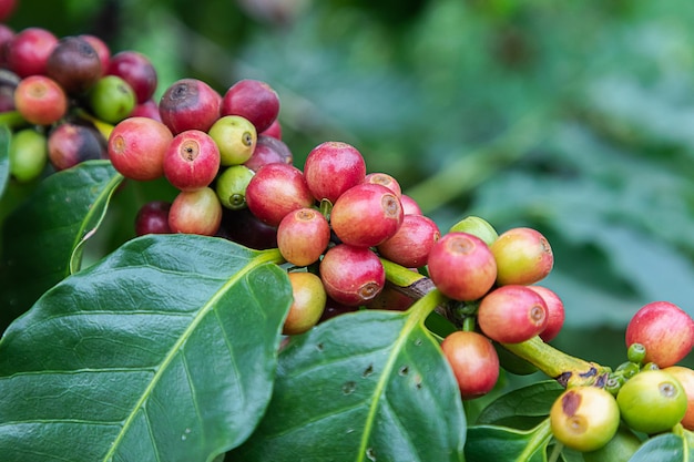 Kaffeebohnen Arabica auf Baum am Berg in Farm Nordthailand