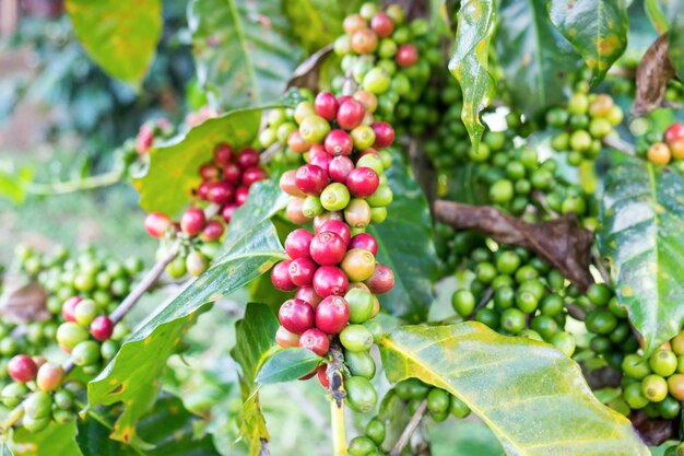 Kaffeebohnen Arabica reif auf einem Baum