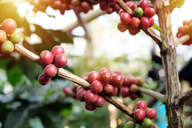 Foto kaffeebohnen auf bäumen in kaffeeplantagen